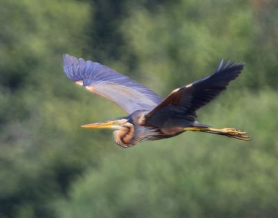 Purperreiger - Purple Heron
