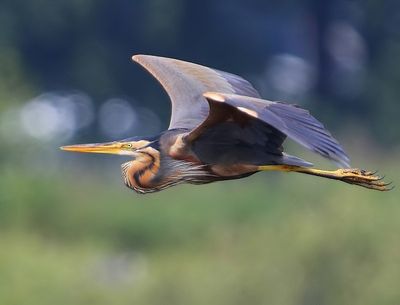 Purperreiger - Purple Heron