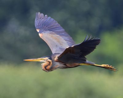 Purperreiger - Purple Heron