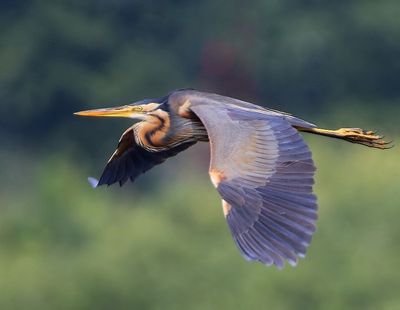 Purperreiger - Purple Heron
