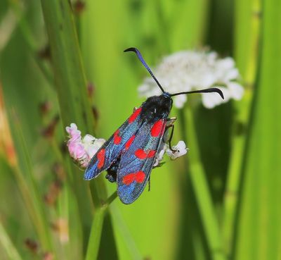 Sint-jansvlinder - Six-spot Burnet