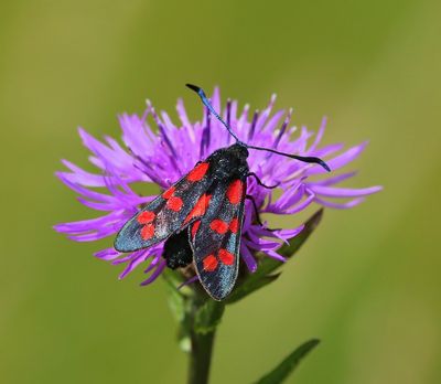 Sint-jansvlinder - Six-spot Burnet