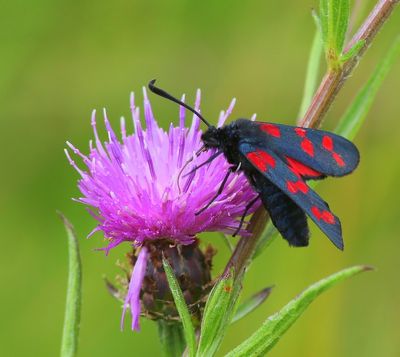 Sint-jansvlinder - Six-spot Burnet