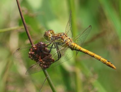 Steenrode heidelibel - Moustached Darter