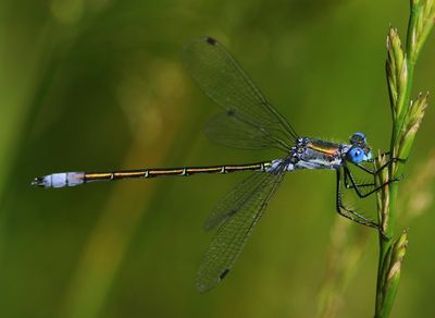 Tangpantserjuffer - Scarce Emerald Damselfly