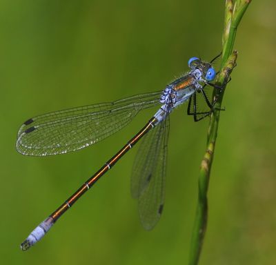 Tangpantserjuffer - Scarce Emerald Damselfly