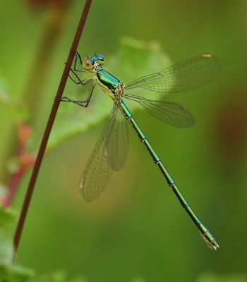 Tengere Pantserjuffer - Small Spreadwing