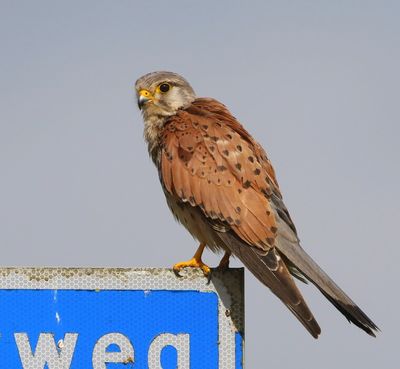Torenvalk - Common Kestrel