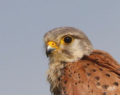 Torenvalk - Common Kestrel