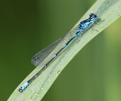 Variabele Waterjuffer - Variable Bluet