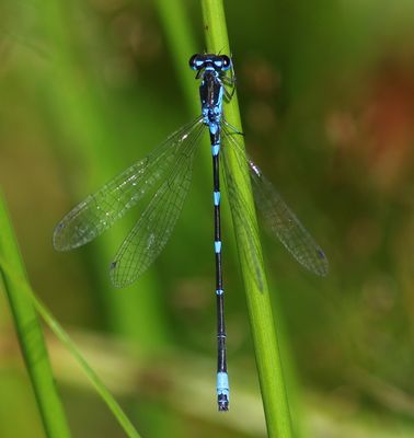 Variabele Waterjuffer - Variable Bluet