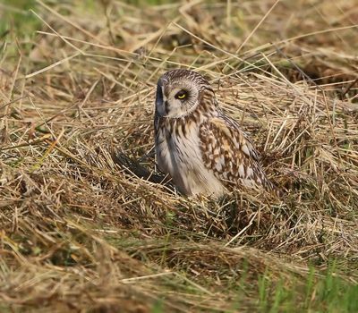 Velduil - Short-eared Owl