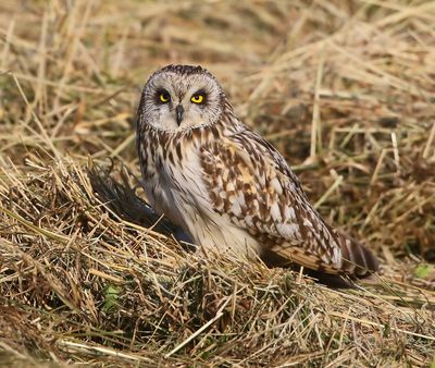 Velduil - Short-eared Owl