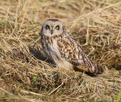 Velduil - Short-eared Owl