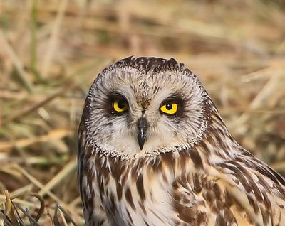 Velduil - Short-eared Owl