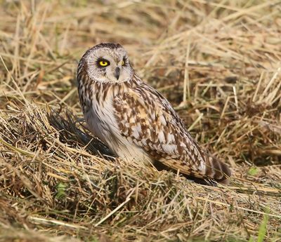 Velduil - Short-eared Owl