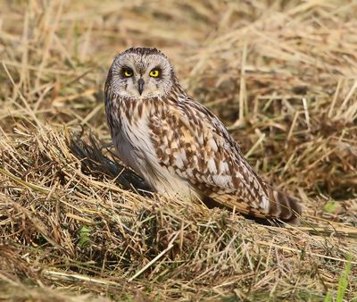 Velduil - Short-eared Owl
