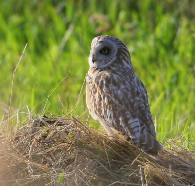 Velduil - Short-eared Owl