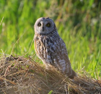 Velduil - Short-eared Owl