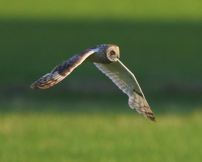 Velduil - Short-eared Owl