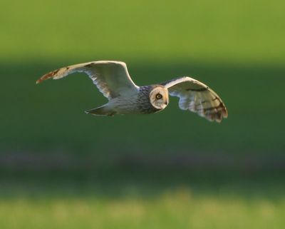 Velduil - Short-eared Owl