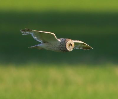 Velduil - Short-eared Owl