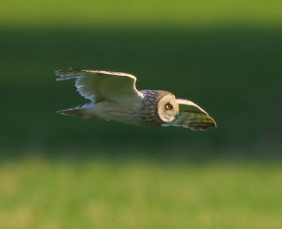 Velduil - Short-eared Owl