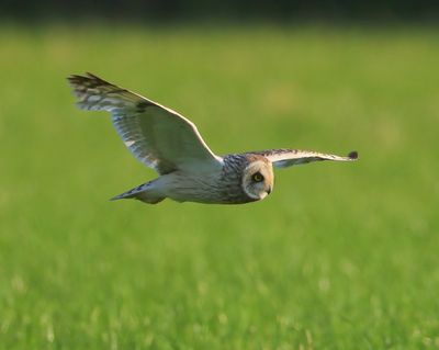 Velduil - Short-eared Owl