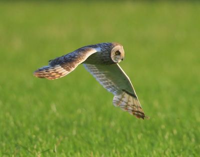 Velduil - Short-eared Owl