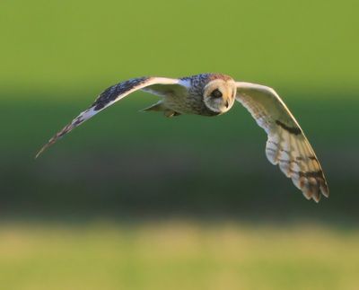 Velduil - Short-eared Owl