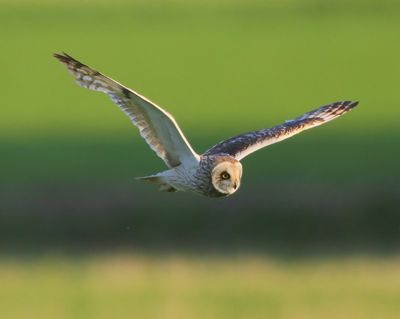 Velduil - Short-eared Owl