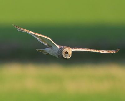 Velduil - Short-eared Owl