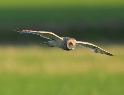 Velduil - Short-eared Owl