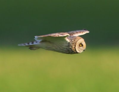 Velduil - Short-eared Owl