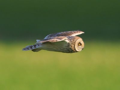 Velduil - Short-eared Owl