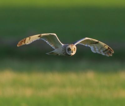 Velduil - Short-eared Owl