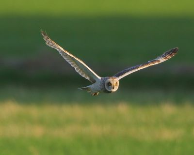Velduil - Short-eared Owl