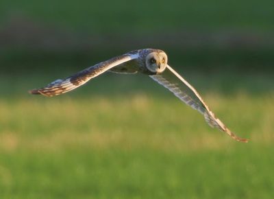 Velduil - Short-eared Owl