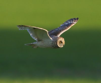 Velduil - Short-eared Owl