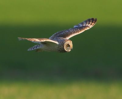 Velduil - Short-eared Owl
