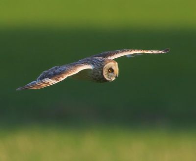 Velduil - Short-eared Owl