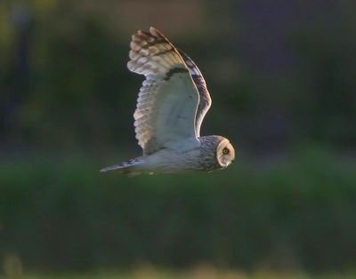 Velduil - Short-eared Owl
