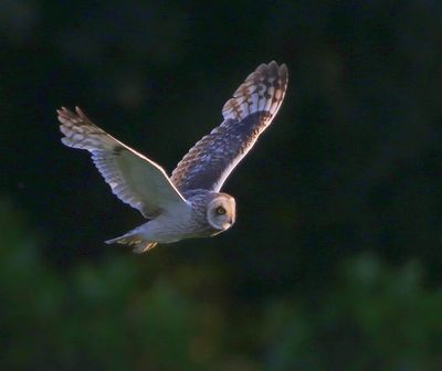 Velduil - Short-eared Owl
