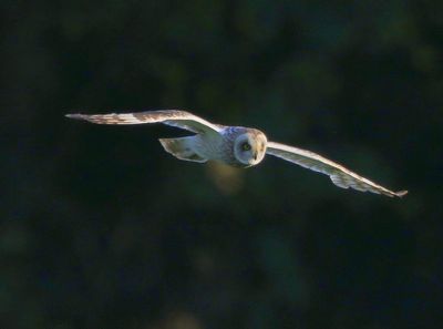 Velduil - Short-eared Owl