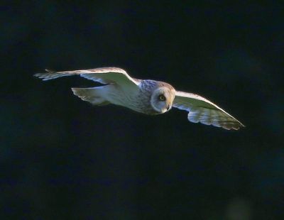 Velduil - Short-eared Owl