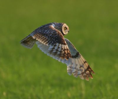 Velduil - Short-eared Owl