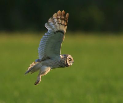 Velduil - Short-eared Owl