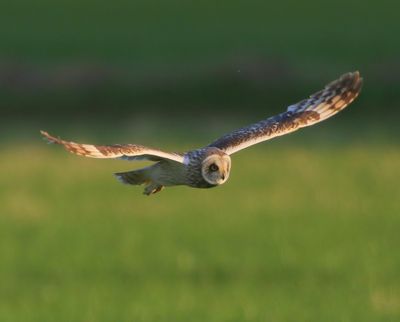 Velduil - Short-eared Owl