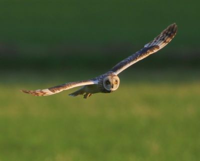 Velduil - Short-eared Owl