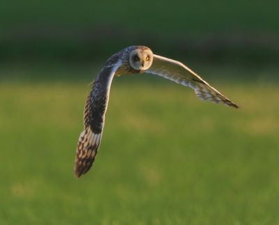 Velduil - Short-eared Owl